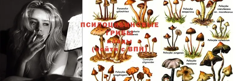 Псилоцибиновые грибы Cubensis  Чехов 